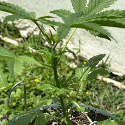 LA MACHOTA growlog timeline photo