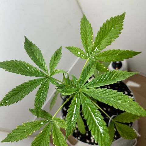 LA MACHOTA growlog timeline photo