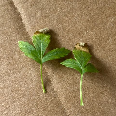 LA MACHOTA growlog timeline photo