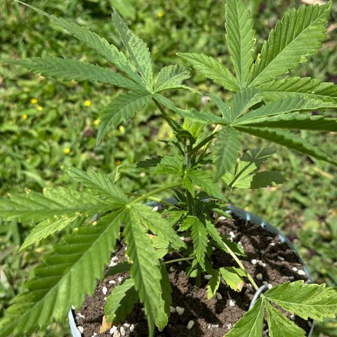 LA MACHOTA growlog timeline photo