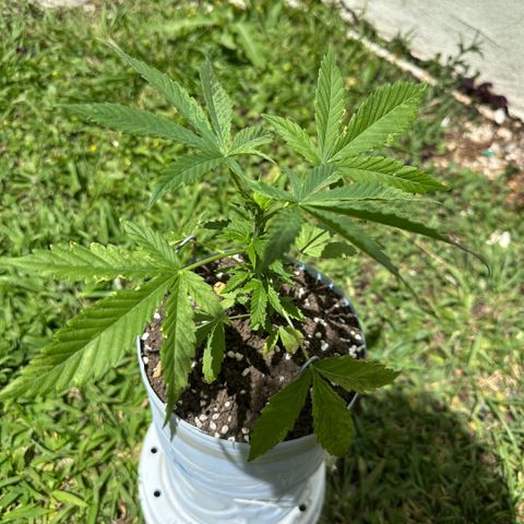 LA MACHOTA growlog timeline photo