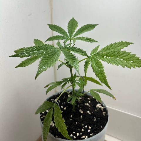 LA MACHOTA growlog timeline photo