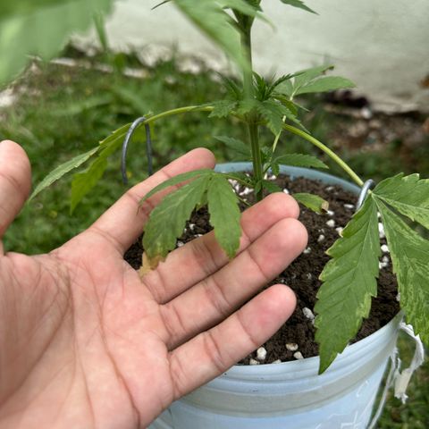 LA MACHOTA growlog timeline photo