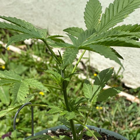 LA MACHOTA growlog timeline photo