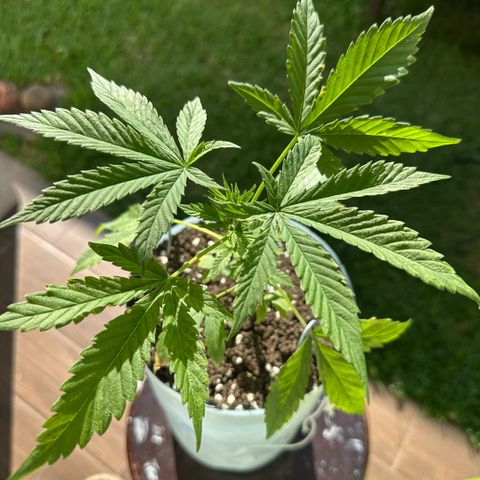 LA MACHOTA growlog timeline photo