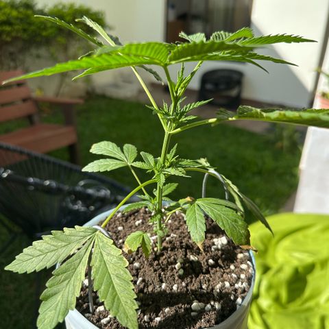 LA MACHOTA growlog timeline photo