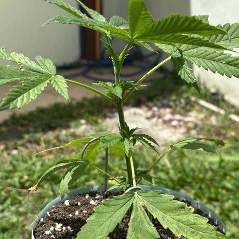 LA MACHOTA growlog timeline photo