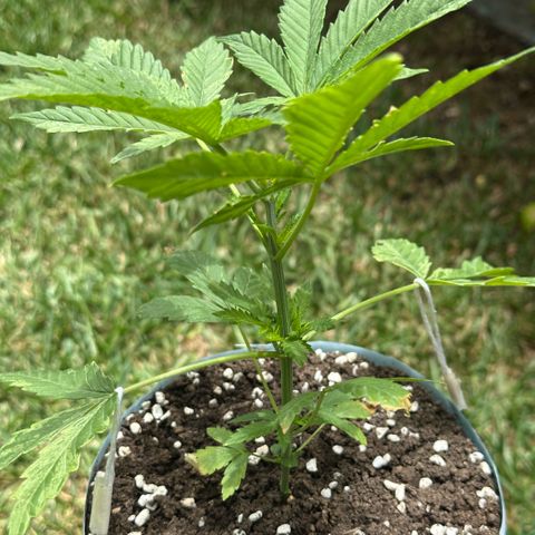 LA MACHOTA growlog timeline photo
