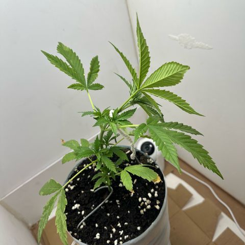 LA MACHOTA growlog timeline photo