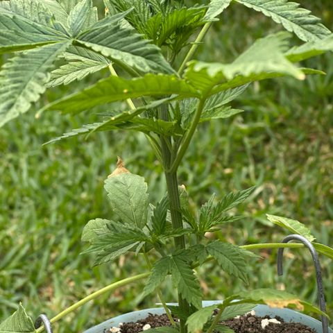 LA MACHOTA growlog timeline photo