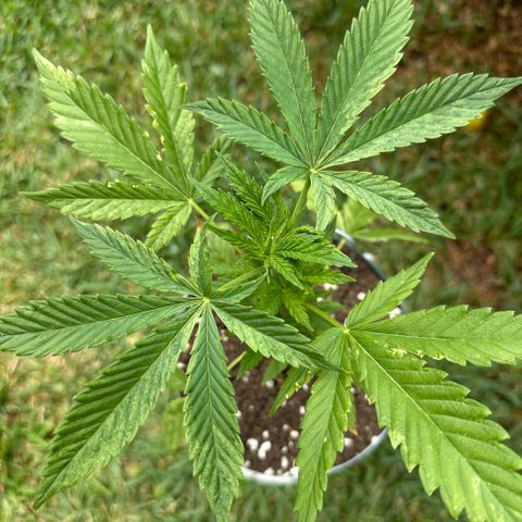 LA MACHOTA growlog timeline photo