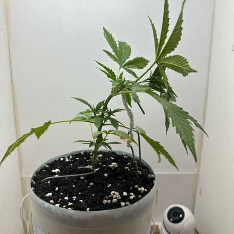 LA MACHOTA growlog timeline photo