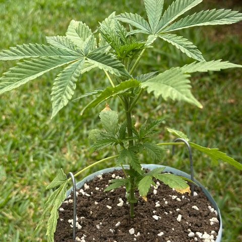 LA MACHOTA growlog timeline photo