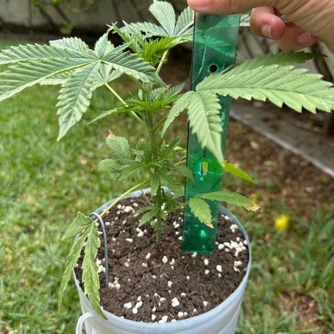 LA MACHOTA growlog timeline photo