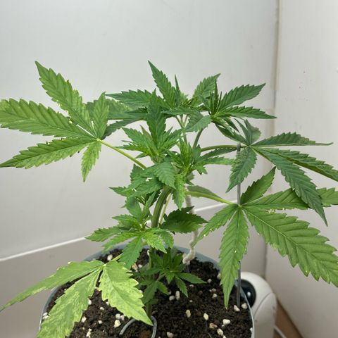 LA MACHOTA growlog timeline photo