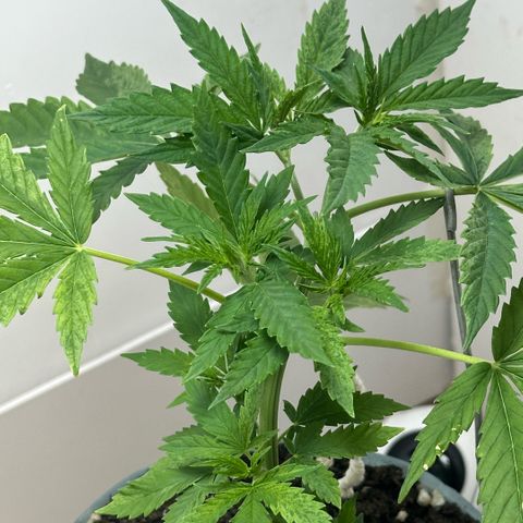 LA MACHOTA growlog timeline photo