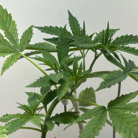 LA MACHOTA growlog timeline photo