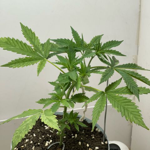 LA MACHOTA growlog timeline photo