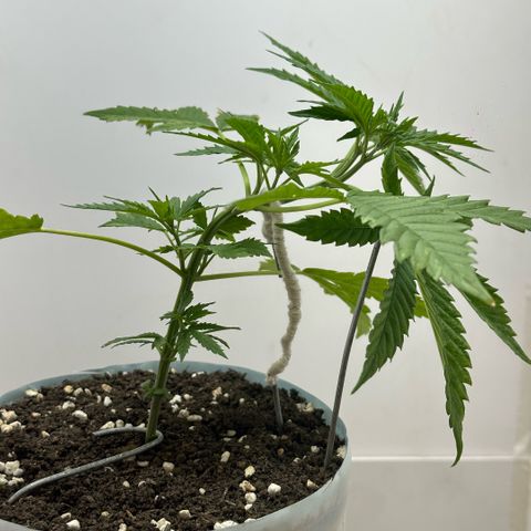 LA MACHOTA growlog timeline photo