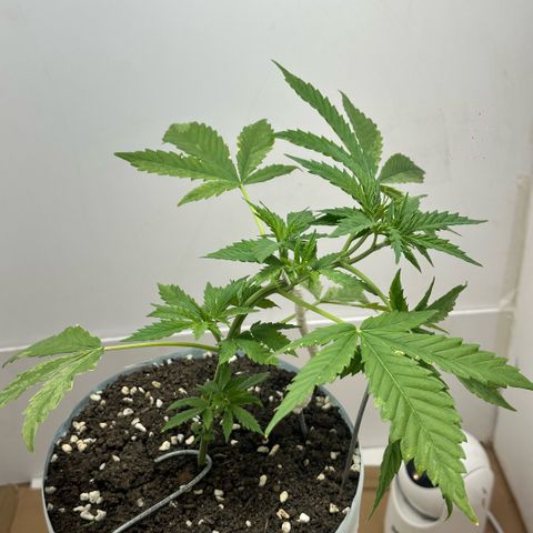 LA MACHOTA growlog timeline photo