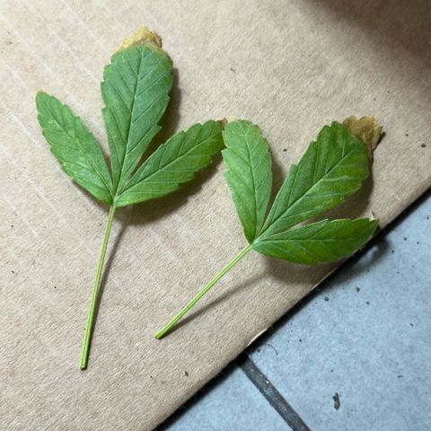 LA MACHOTA growlog timeline photo