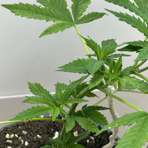 LA MACHOTA growlog timeline photo