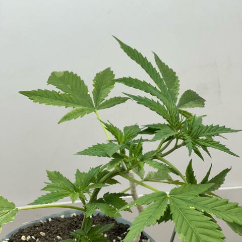 LA MACHOTA growlog timeline photo