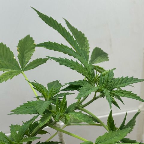 LA MACHOTA growlog timeline photo