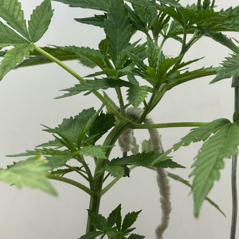 LA MACHOTA growlog timeline photo