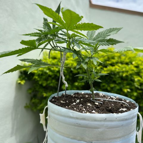 LA MACHOTA growlog timeline photo
