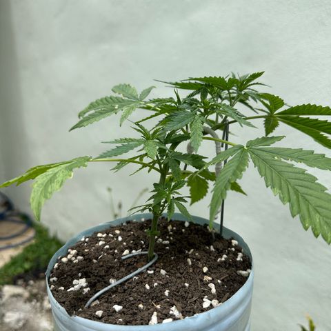 LA MACHOTA growlog timeline photo