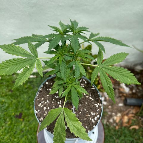 LA MACHOTA growlog timeline photo