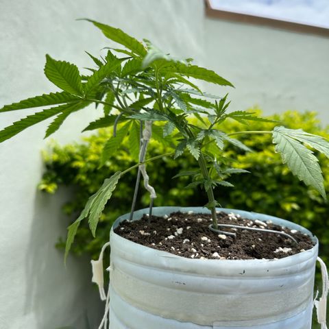 LA MACHOTA growlog timeline photo