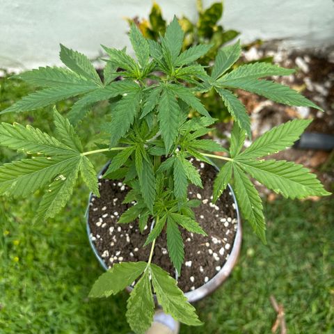 LA MACHOTA growlog timeline photo