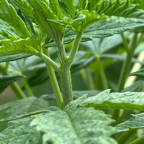 LA MACHOTA growlog timeline photo