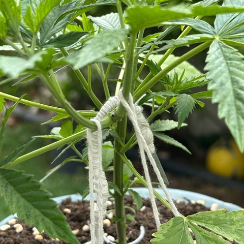LA MACHOTA growlog timeline photo