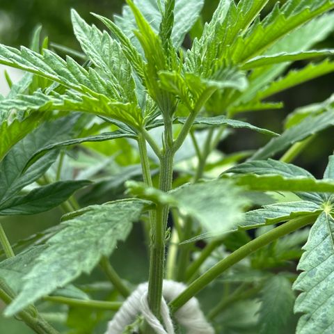 LA MACHOTA growlog timeline photo