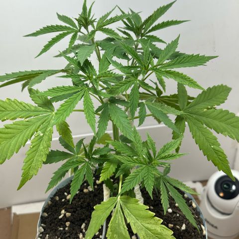 LA MACHOTA growlog timeline photo