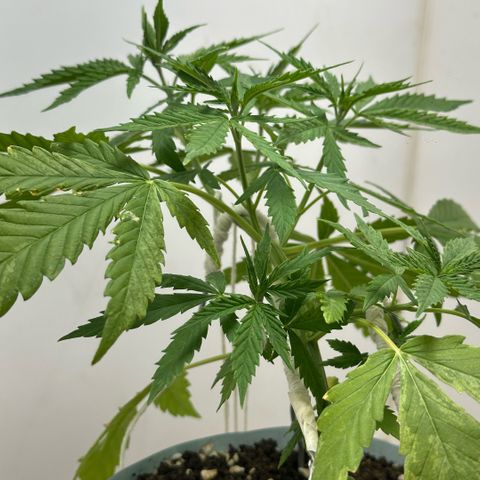 LA MACHOTA growlog timeline photo