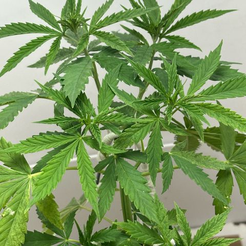 LA MACHOTA growlog timeline photo