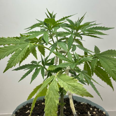 LA MACHOTA growlog timeline photo