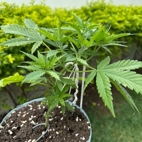 LA MACHOTA growlog timeline photo