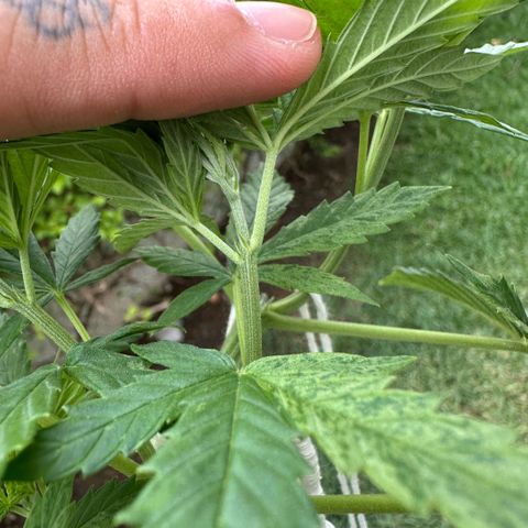 LA MACHOTA growlog timeline photo