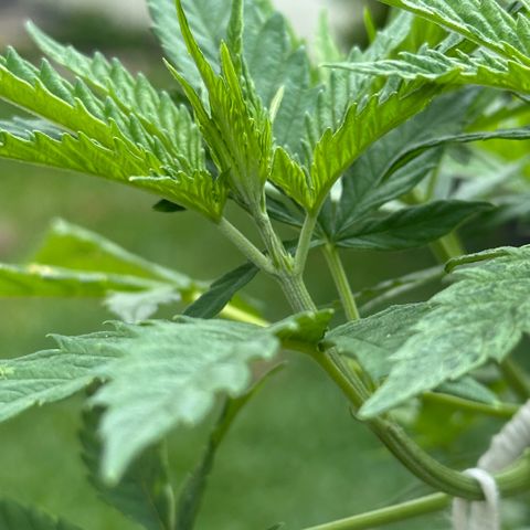 LA MACHOTA growlog timeline photo