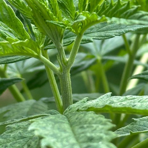 LA MACHOTA growlog timeline photo