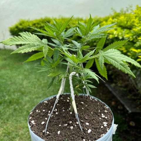 LA MACHOTA growlog timeline photo