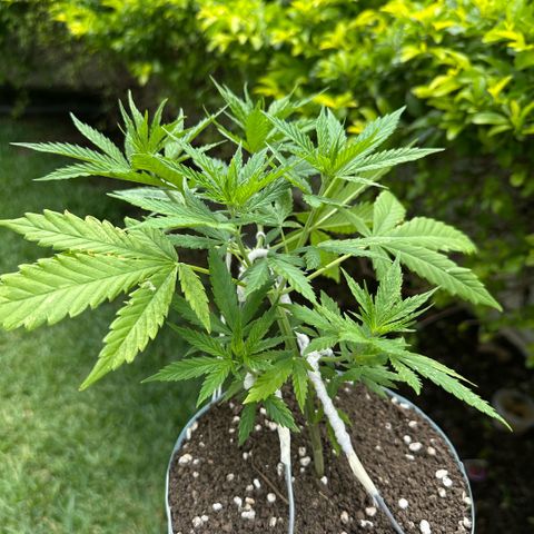 LA MACHOTA growlog timeline photo