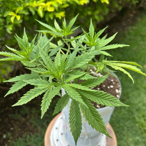 LA MACHOTA growlog timeline photo
