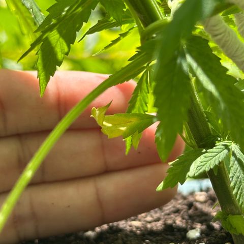 LA MACHOTA growlog timeline photo
