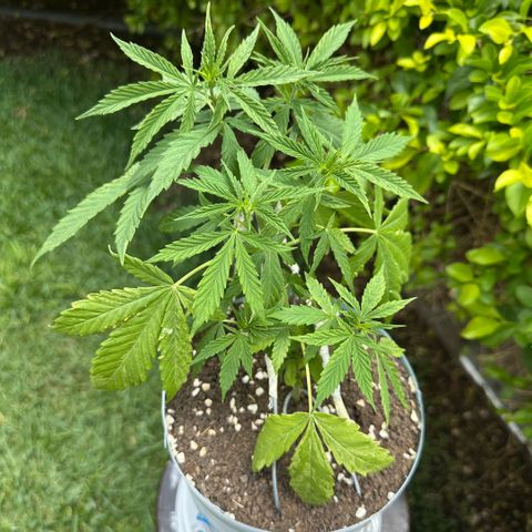 LA MACHOTA growlog timeline photo